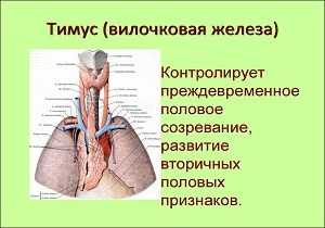 Реферат: Строение и функции вилочковой железы, рис.